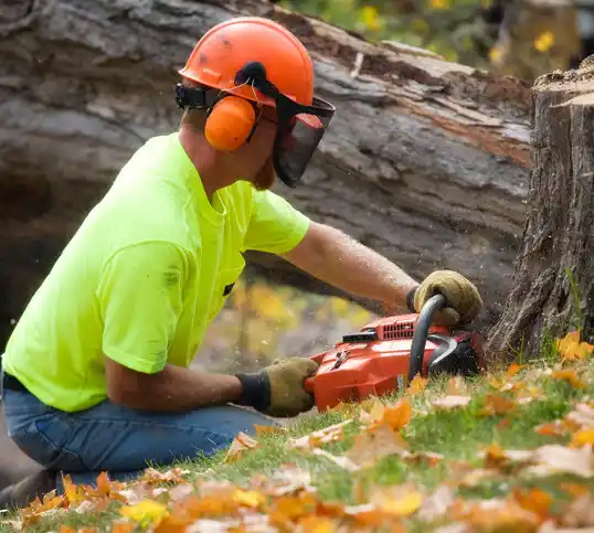 tree services Havre